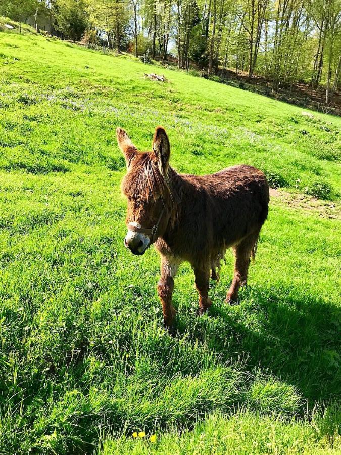 Les Gites De La Maison Lierue Thiron-Gardais Eksteriør billede